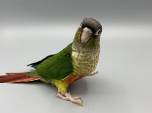 Yellowside Green Cheek Conures (Test)