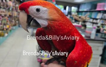 Bird Ad (2025-11-14 00:23:13)