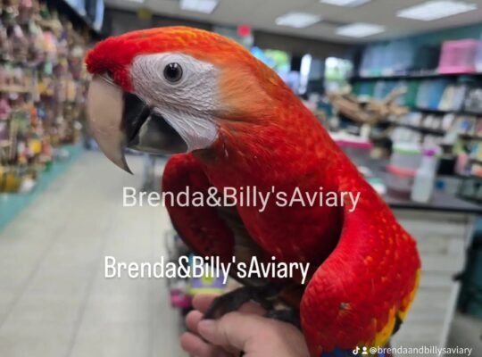 Bird Ad (2025-11-14 00:23:13)