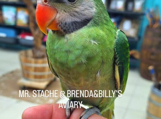 Bird Ad (2025-11-13 23:46:38)